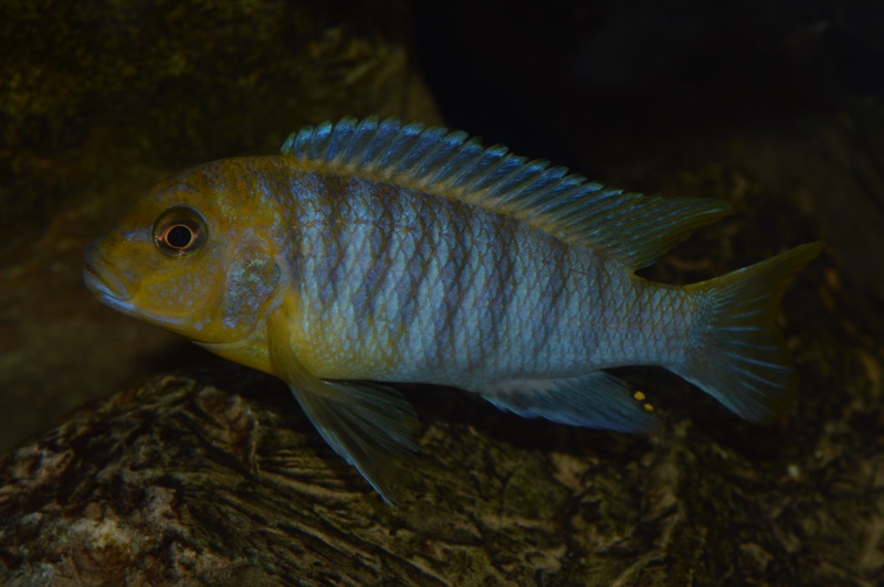 Maylandia hajomaylandi 'Chizumulu Island'